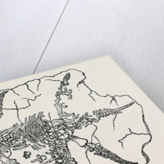 Skeleton of the Plesiosaurus Dolichodeirus in the Position in which It Was Found at Lyme Regis by Anonymous