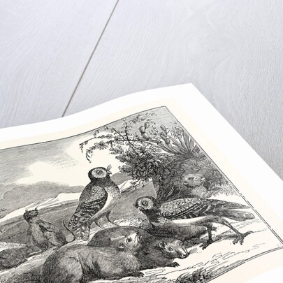 Burrowing-Owls and Prairie-Dogs by Anonymous