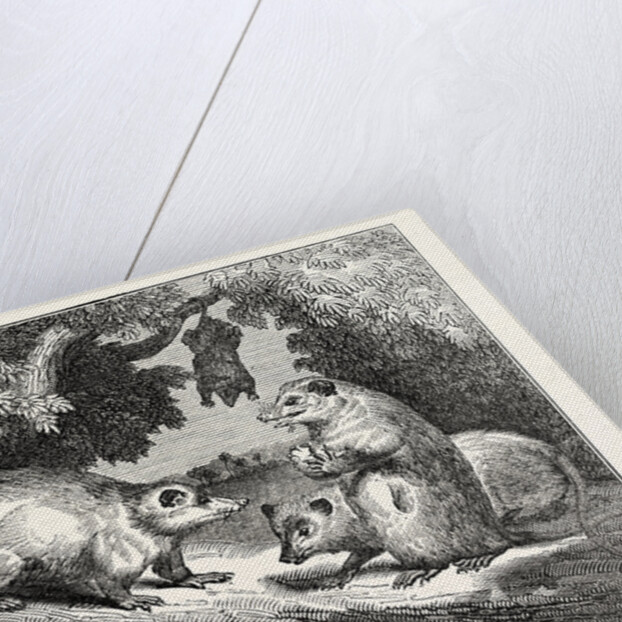 Male and Female Opossums by Anonymous