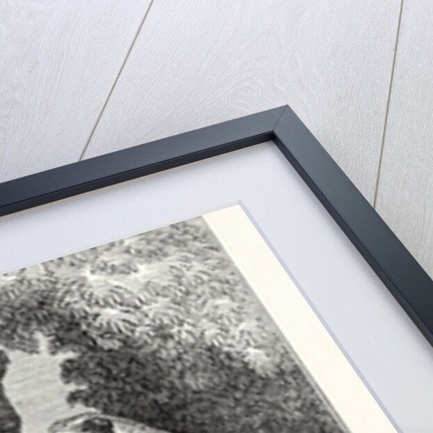 Male and Female Opossums by Anonymous