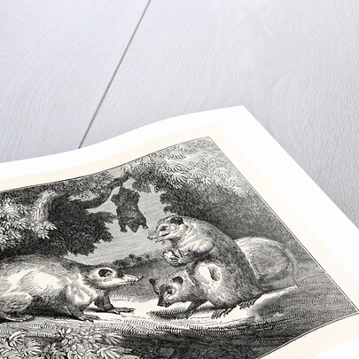 Male and Female Opossums by Anonymous