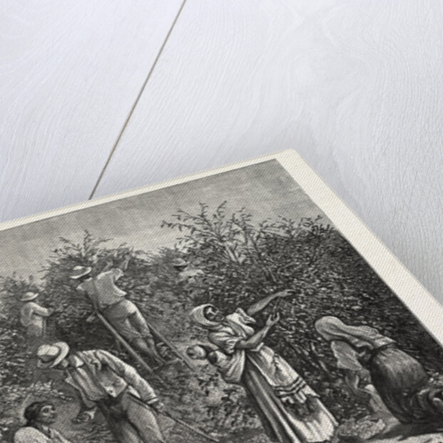 Coffee Costa Rica by Anonymous