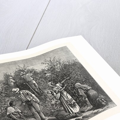 Coffee Costa Rica by Anonymous