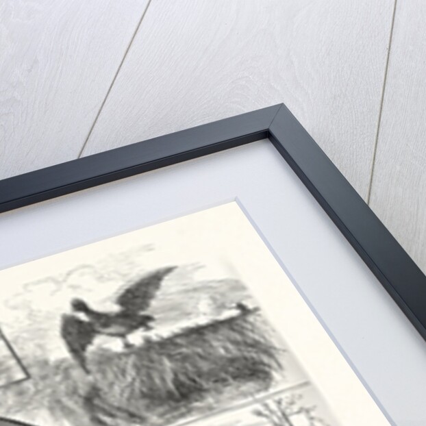 Cruelties Practised on Fish and Fowl by Anonymous