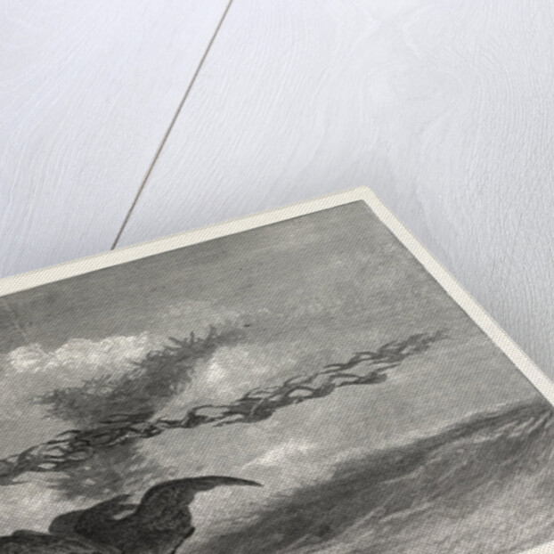 Wild-Goose., America by Anonymous