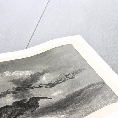 Wild-Goose., America by Anonymous