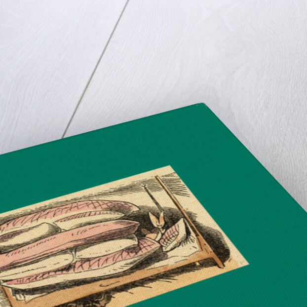 Schnaken and Schnurren, 1866, Mosquitoes and Purring by Anonymous