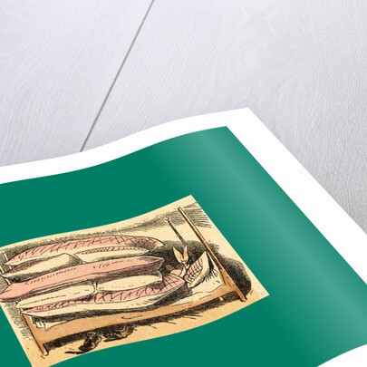 Schnaken and Schnurren, 1866, Mosquitoes and Purring by Anonymous