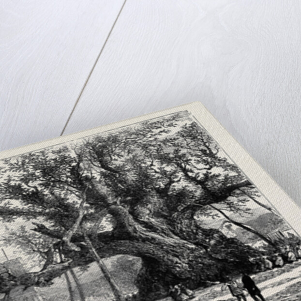 The Cowthorpe Oak, Near Wetherby, the Oldest Oak in England by Anonymous