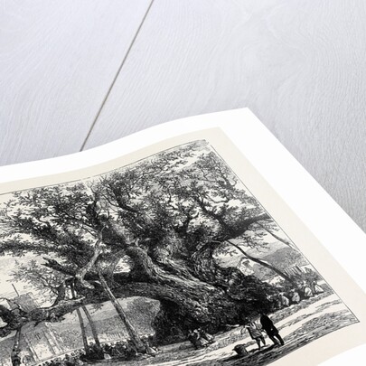 The Cowthorpe Oak, Near Wetherby, the Oldest Oak in England by Anonymous