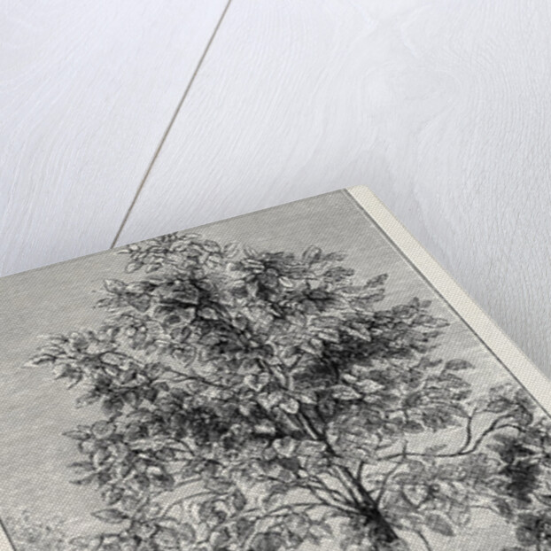 The Cinchona Plantations at Darjeeling, Bengal: Cinchona Succirubra, 30 Feet High by Anonymous