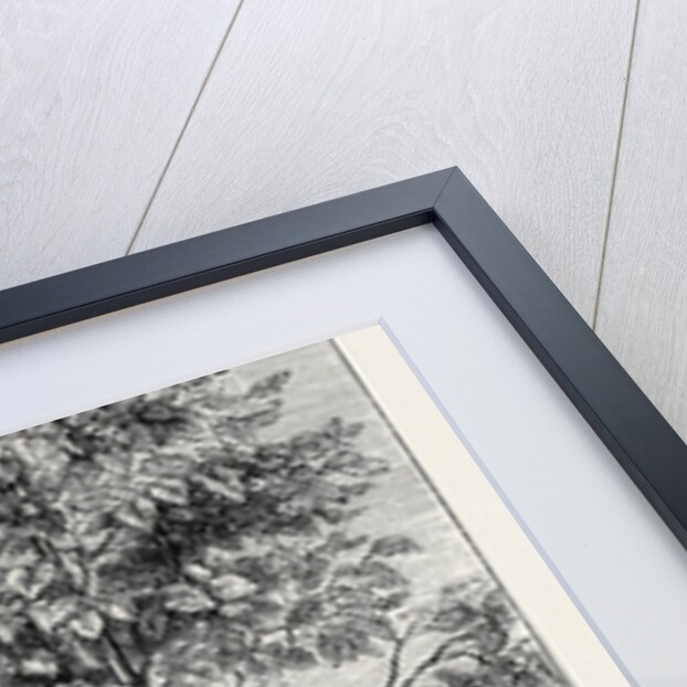 The Cinchona Plantations at Darjeeling, Bengal: Cinchona Succirubra, 30 Feet High by Anonymous