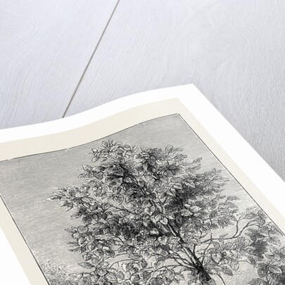 The Cinchona Plantations at Darjeeling, Bengal: Cinchona Succirubra, 30 Feet High by Anonymous