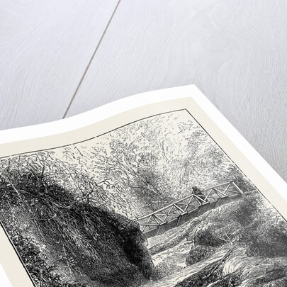 The Cinchona Plantations at Darjeeling, Bengal: Foot-Bridge Over the River Rungbee by Anonymous