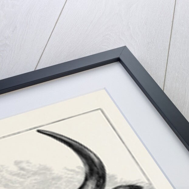 Head of the Chillingham Wild Bull, Shot by H.R.H. The Prince of Wales by Anonymous