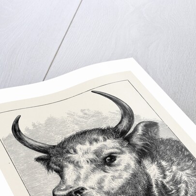 Head of the Chillingham Wild Bull, Shot by H.R.H. The Prince of Wales by Anonymous