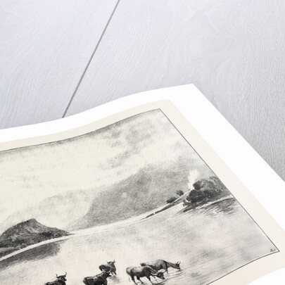 Highland Cattle Among the Islands in Loch Lomond by Anonymous