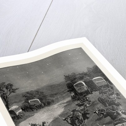 Lord Randolph Churchill in South Africa, the Oxen Outspanned in Camp by Anonymous