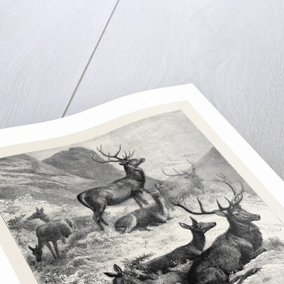 Deer on a Sunny Hill Side in the Highlands by Anonymous