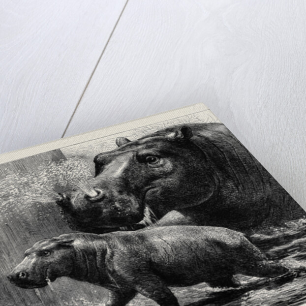 The Hippopotamus and Her Young One at the Zoological Gardens by Anonymous