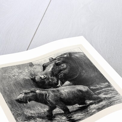 The Hippopotamus and Her Young One at the Zoological Gardens by Anonymous