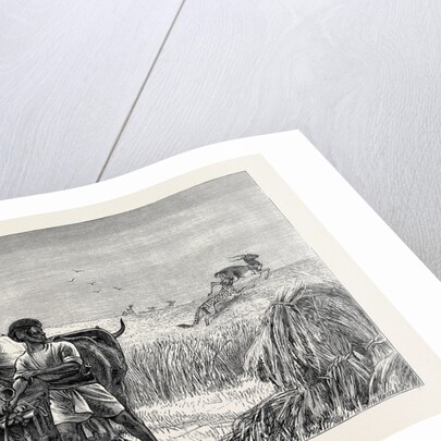 Sketches from India, Antelope Hunting: Loosing the Cheetah by Anonymous