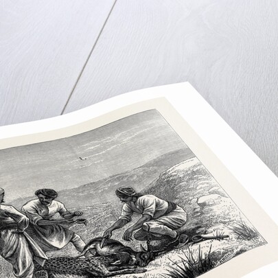Sketches from India, Antelope Hunting: Caught by Anonymous