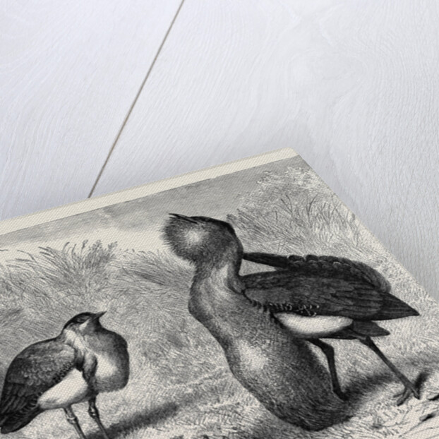 The Australian Bustard, at the Zoological Gardens, London by Anonymous