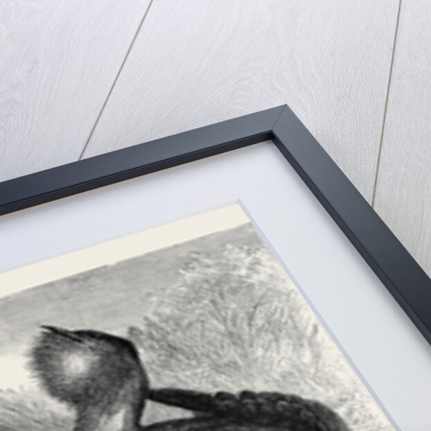 The Australian Bustard, at the Zoological Gardens, London by Anonymous