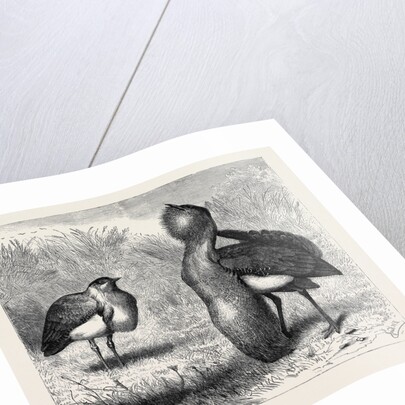 The Australian Bustard, at the Zoological Gardens, London by Anonymous