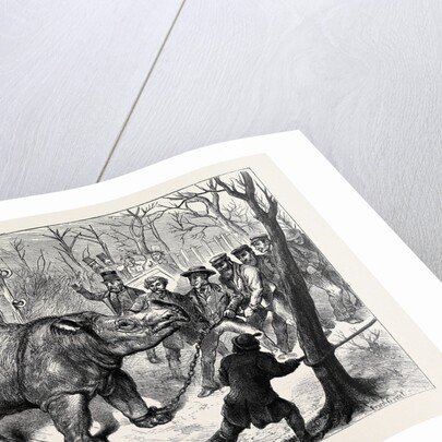 Transferring the Hairy Rhinoceros from Her Travelling Den to Her Cage by Anonymous