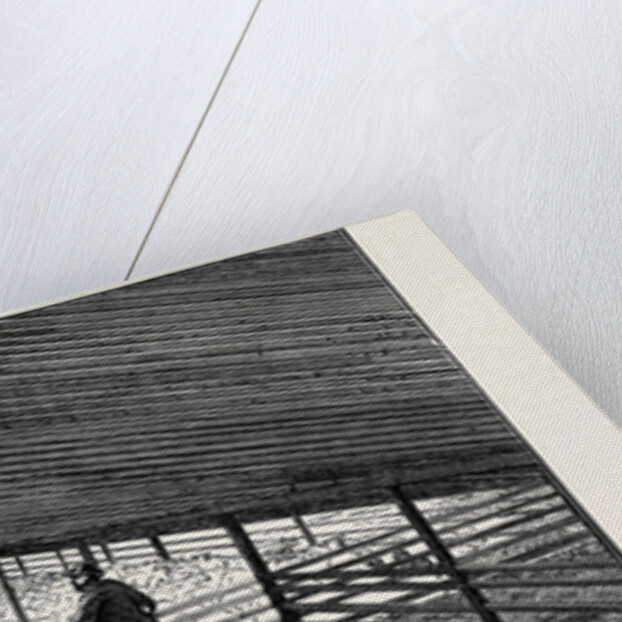 The Drying Floor in the Shearing Shed, Containing 1500 Sheep, One Day's Shearing by Anonymous