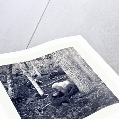 American Civil War: The Slaughter Pen at Gettysburg, Dead Soldiers in an Area Called the Slaughter Pen to the Right of the Union Line at the Foot of Round Top in Gettysburg in July of 1863 by Anonymous