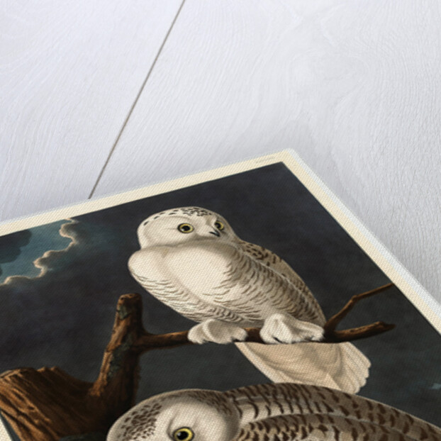 Snowy Owl by Anonymous