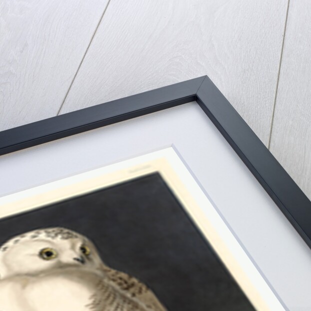 Snowy Owl by Anonymous