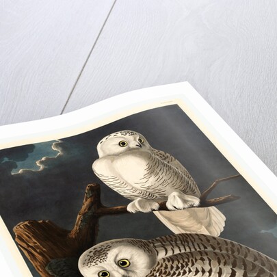 Snowy Owl by Anonymous