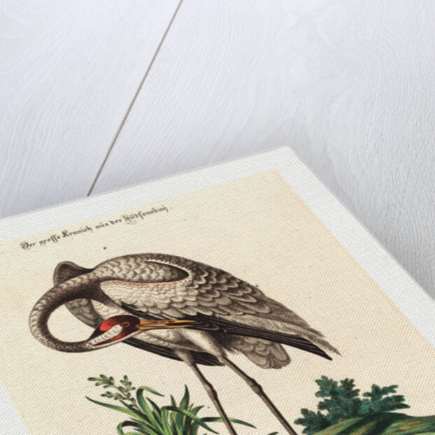 Grus Americana, Alta Major by Anonymous