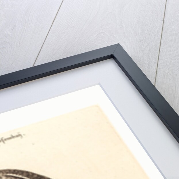 Grus Americana, Alta Major by Anonymous