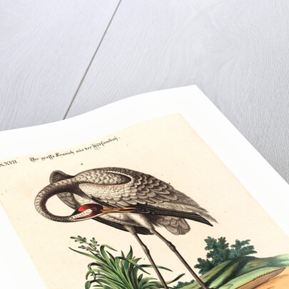 Grus Americana, Alta Major by Anonymous