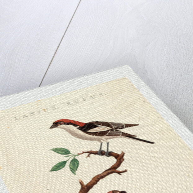 Lanius Rufus by Anonymous