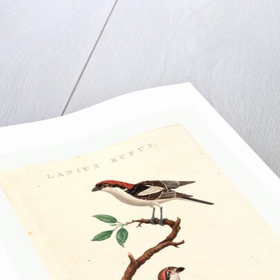 Lanius Rufus by Anonymous