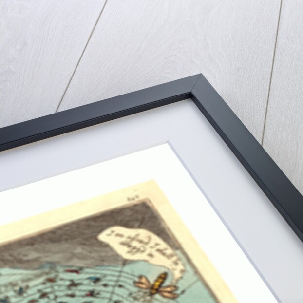 The Corsican Spider in His Web by Anonymous