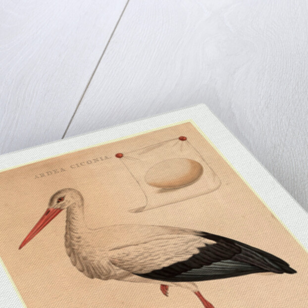 The White Stork by Anonymous