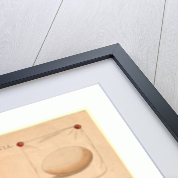 The White Stork by Anonymous