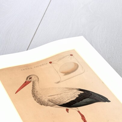 The White Stork by Anonymous
