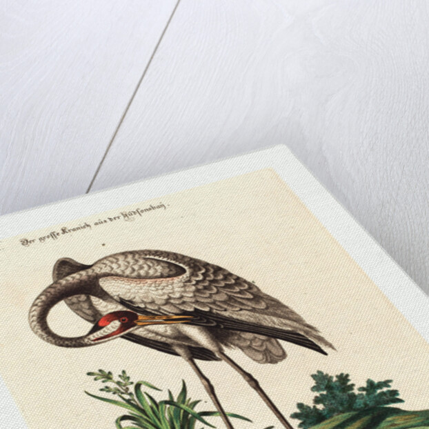 Grus Americana, Alta Major by Anonymous