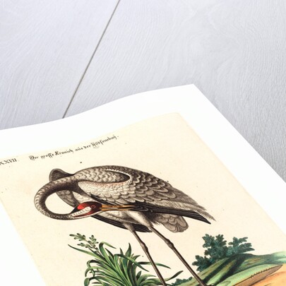 Grus Americana, Alta Major by Anonymous