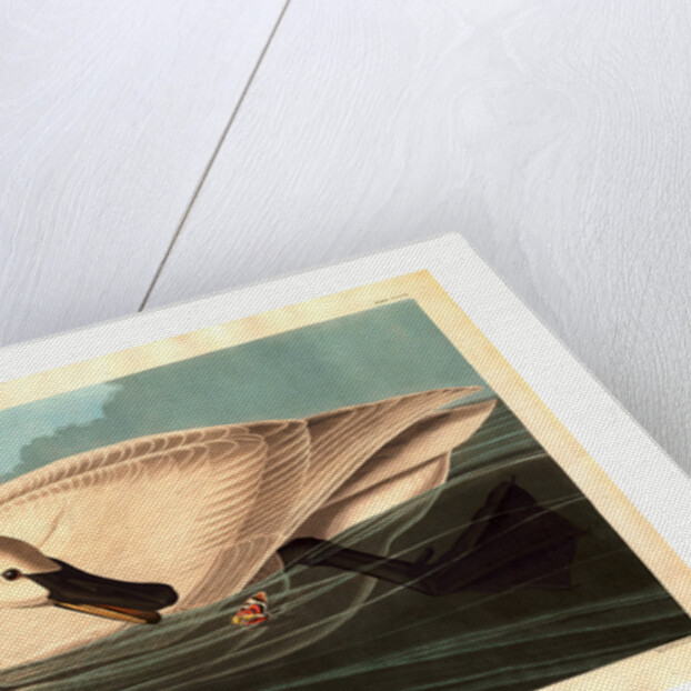 Trumpeter Swan by Anonymous