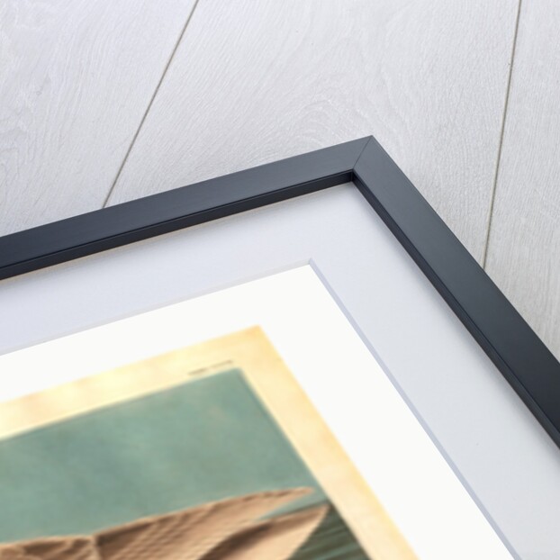 Trumpeter Swan by Anonymous