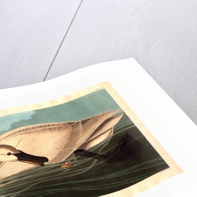 Trumpeter Swan by Anonymous